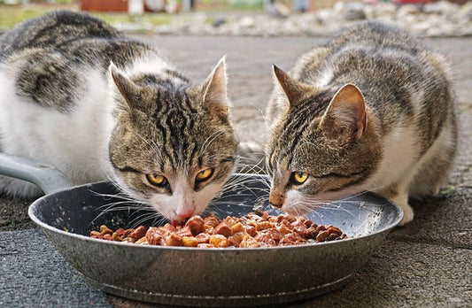 How Much Wet Food to Feed a Cat | The Woof & Whiskers Co.