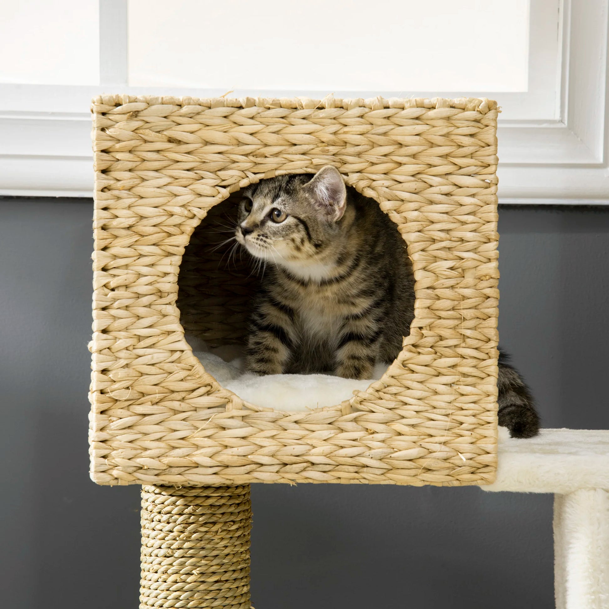 Cat Scratching Post with Bed